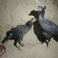 مرغ وجوجه خروس|حیوانات مزرعه|سراوان, |دیوار