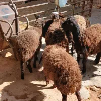 بره ماده|حیوانات مزرعه|شیرین‌سو, |دیوار