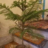 کاج مطبق دوشاخه بزرگ|گل و گیاه طبیعی|بروجرد, |دیوار