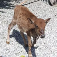 فروش گوساله به شرط سالمی