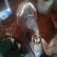 کپسول گازال پی جی ماشین وسیم وکابل برق پشت کنتوری