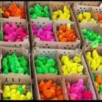 جوجه رنگی سالم یک روزه