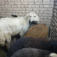 فرش گوسفند نر