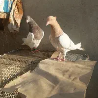 کفتر رنگه فروشی