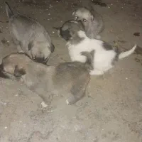 توله سگ پا کوتاه