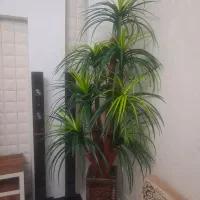 درخچه باگلدان