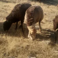 یک راس قوچ جوان سالم سرحال