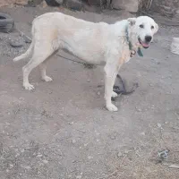 سگ ع|سگ|زنجان, |دیوار