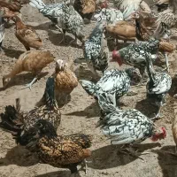 مرغ و خروس سبرایت