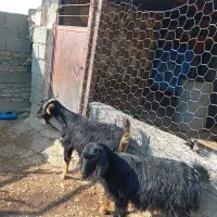 ۲بز جوان داشتی|حیوانات مزرعه|سراب میمه, |دیوار