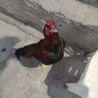 تخم مرغ لاری|حیوانات مزرعه|بم, |دیوار