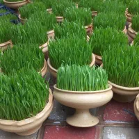 سبزه عید نوروز۴۰۵