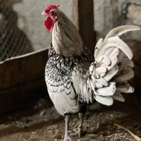 مرغ و خروس سبرایت