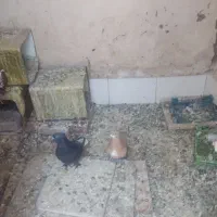 فروش ۱۱ کبوتر مجموعه کامل|پرنده|کرمان, |دیوار