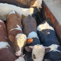 گوساله چاق ،ماده گاو وتلیسه چاق گوشتی