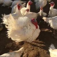 بوقلمون|حیوانات مزرعه|پاکدشت, پاکدشت (مامازند)|دیوار