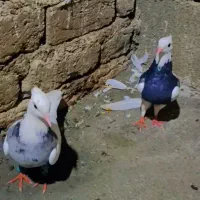 یک جفت کبوتر طوقی معاوضه با سهره