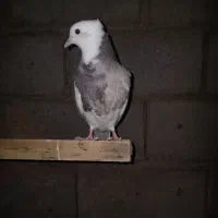 طوقی|پرنده|نیشابور, شهید بهشتی|دیوار