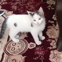 گربه خونگی ماده