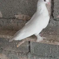 کبوتر گره ودرجا