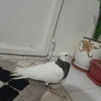 طوقی هفت رنگ نر پاک|پرنده|مشهد, کوی ولیعصر|دیوار