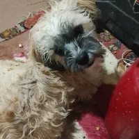 هاپوی ناز وباهوش