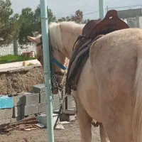 اسب|اسب و تجهیزات اسب‌سواری|مشهد, نیروی هوایی|دیوار