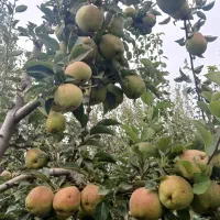 گلابی درگزی