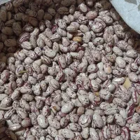 لوبیا چیتی