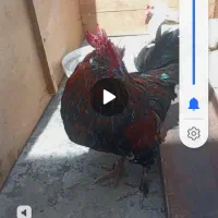 مرغ خروس گلین معاوضه بالاری یا بوقلمون ماده