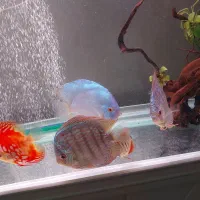 ۵ تا دیسکس|ماهی|مشهد, شهید رضوی|دیوار