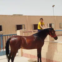 کره است۳۲ماهه