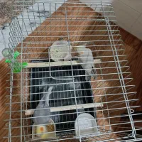 یک جفت پرنده عروس هلندی بالغ|پرنده|محمدیه-قزوین, |دیوار