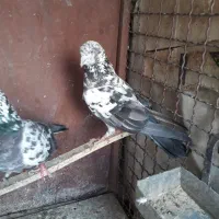 کفتر پرشی سالم
