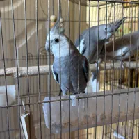 عروس هلندی نروماده|پرنده|پرند, فاز ۲|دیوار