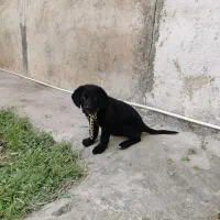 سگ شناسنامه دار میکس