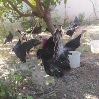 تعدادی بوغلمون واردک اسرائیلی برای فروش|حیوانات مزرعه|نسیم‌شهر, |دیوار