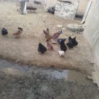 مرغ خروس|حیوانات مزرعه|جوادآباد, |دیوار