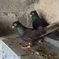 زاغ ابادانی