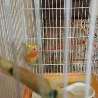 ۱ جفت کوتوله برزیلی|پرنده|آذرشهر, |دیوار