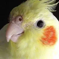 عروس هلندی لوتینو|پرنده|برخوار, |دیوار