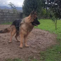 طوله سگ ژرمن شاه طوله مو بلند