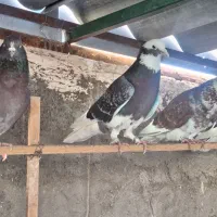 کبوتر پرشی ساعت سنگین