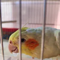 عروس هلندی رام رام|پرنده|بوکان, |دیوار