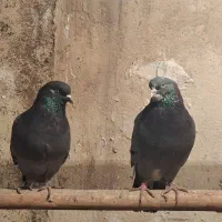 بلندپروازان آسمان