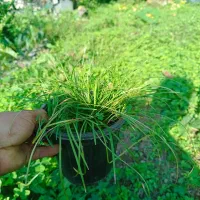 انواع گل های حیاط سازی|گل و گیاه طبیعی|کتالم و سادات شهر, |دیوار