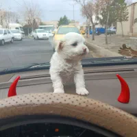 توله مالتیز