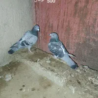 کبوتر پاکستانی|پرنده|بمپور, |دیوار