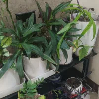 خدمات باغبانی و فضای سبز