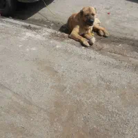 واگذاری سگ دورگه افغانی خراسانی